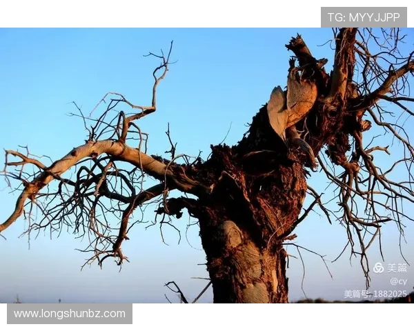 詹姆斯：篮球之王的传奇旅程与不屈精神的启示